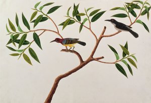 Humming Bird, Boorong cherichap, from Drawings of Birds from Malacca, c.1805-18 by Chinese School
